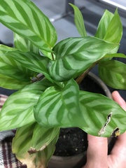 Goeppertia mirabilis