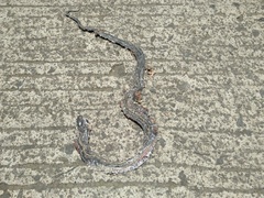 Coelognathus flavolineatus