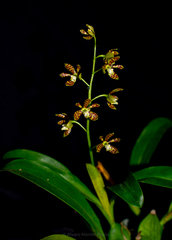Prosthechea boothiana
