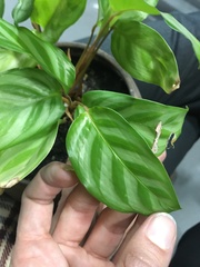 Goeppertia mirabilis