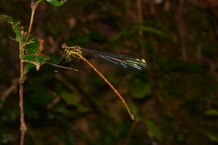 Eoargiolestes ochraceus