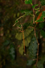 Eoargiolestes ochraceus