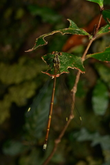 Eoargiolestes ochraceus