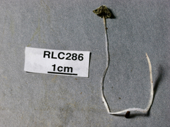 Mycena chloroxantha