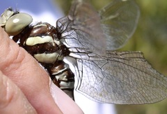 Aeshna persephone