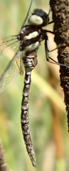 Aeshna persephone