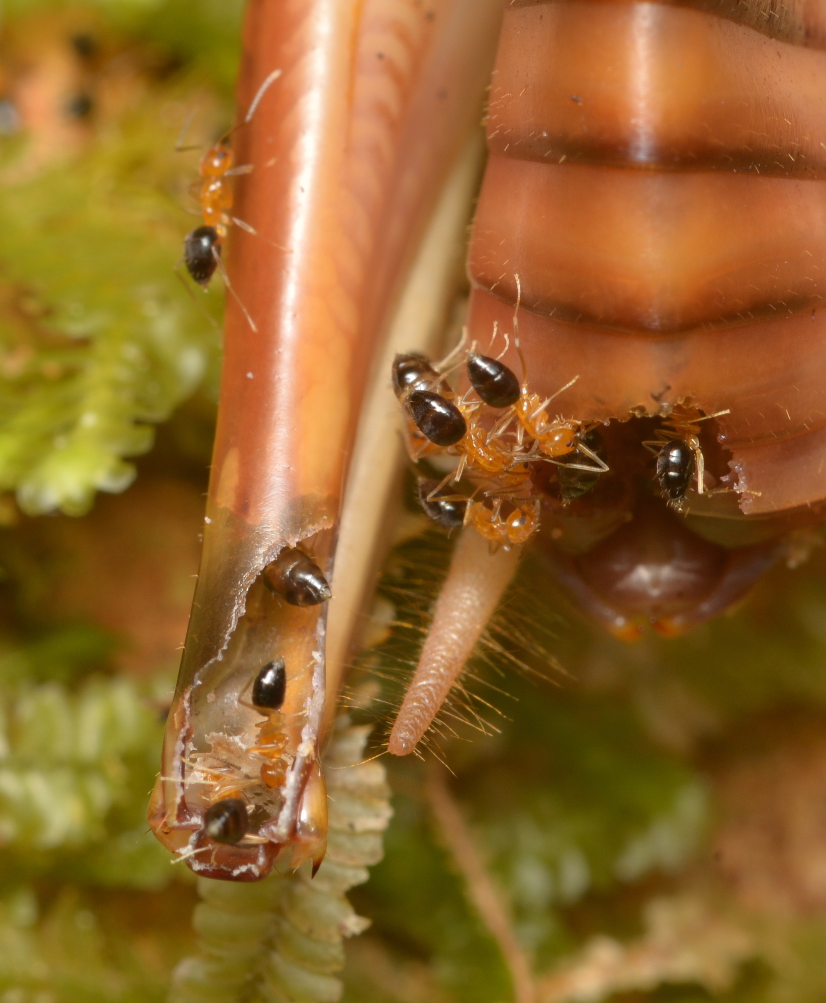Paraparatrechina foreli nigriventris