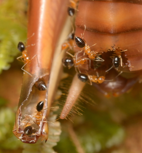 Paraparatrechina foreli nigriventrisParaparatrechina foreli nigriventris