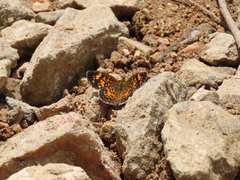 Phyciodes graphica graphica