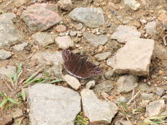 Erynnis tristis tatius