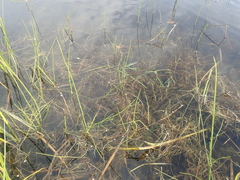 Ranunculus confervoides