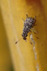 Plintheria