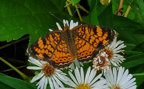 Pearl Crescent photographed in Maryland