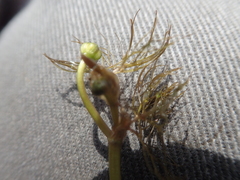 Ranunculus confervoides