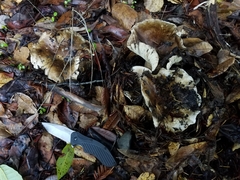 Russula dissimulans