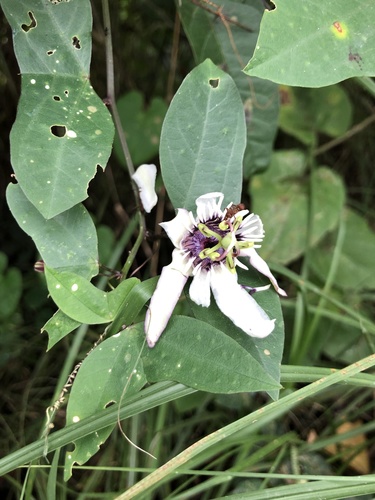Passiflora colinvauxii (Passiflora colinvauxii)