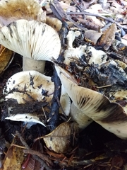Russula dissimulans