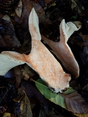 Russula dissimulans