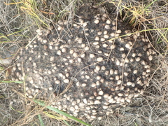 Cornus sericea sericea