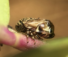 Clastoptera lineatocollis