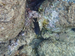 Plectroglyphidodon marginatus