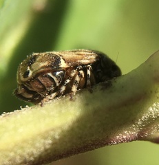 Clastoptera lineatocollis