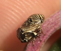 Clastoptera lineatocollis