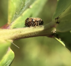 Clastoptera lineatocollis