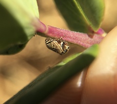 Clastoptera lineatocollis