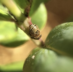 Clastoptera lineatocollis