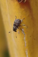 Plintheria