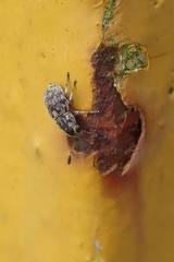 Plintheria