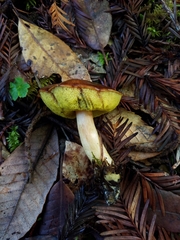 Boletus amyloideus