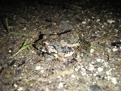 Fejervarya iskandari