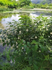 Cephalanthus tetrandra