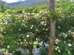 Cephalanthus tetrandra