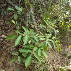Tetradium glabrifolium