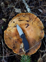 Lactarius aestivus