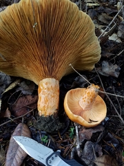 Lactarius aestivus