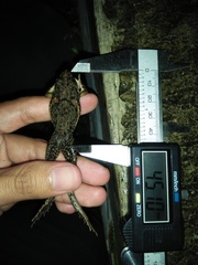 Fejervarya iskandari