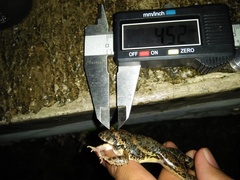 Fejervarya iskandari