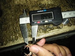 Fejervarya iskandari