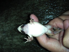 Fejervarya iskandari