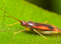 Zanchius rubicrux