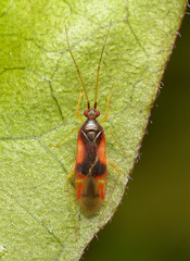 Zanchius rubicrux