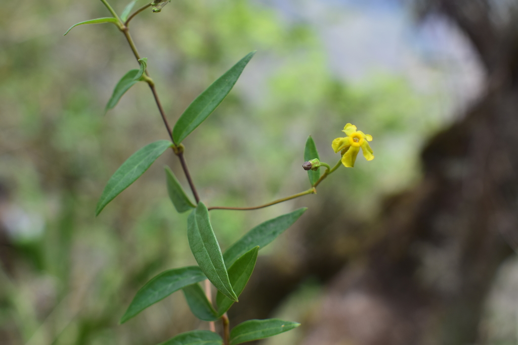 Prestonia quinquangularis