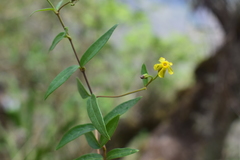Prestonia quinquangularis