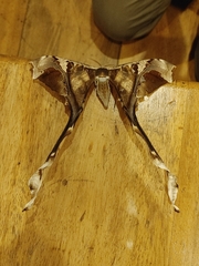 Copiopteryx