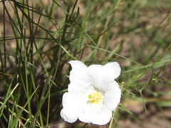 Nierembergia rigida