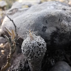 Turbinicarpus heliae